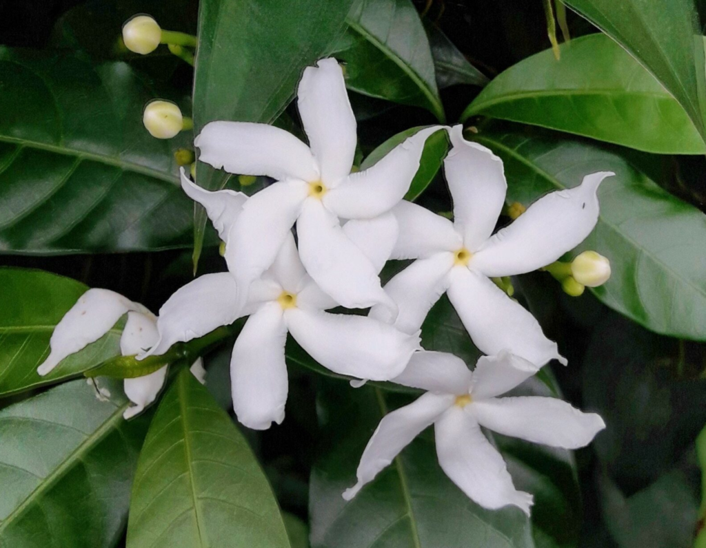 Why We Love Jasmine Sambac! Perfume Playground