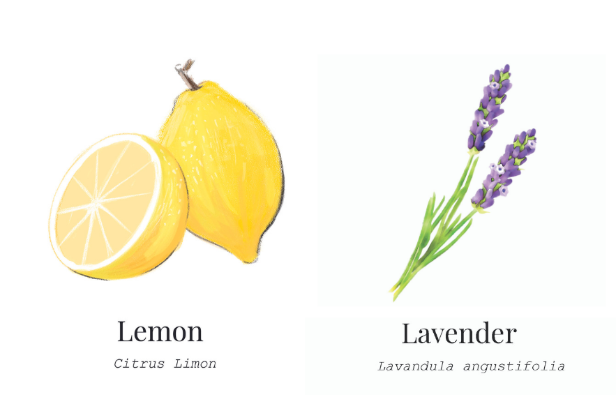 Why We Love Clary Sage! Perfume Playground