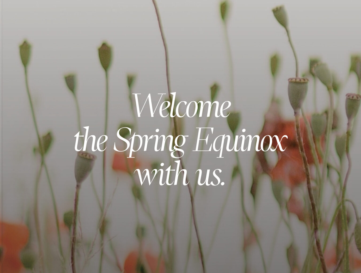 Main Home Perfume Playground