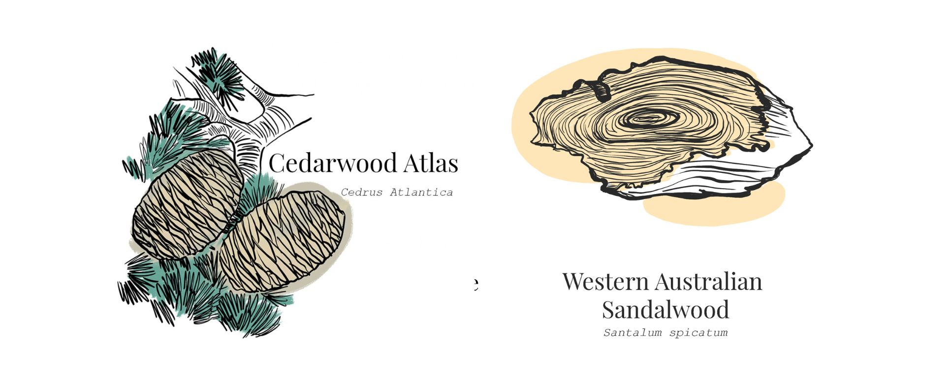 Botanical illustrations of Cedarwood Atlas and Western Australian Sandalwood