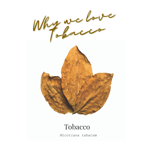 Hero Botanical - Tobacco