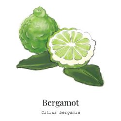 2 Bergamot - Top Note